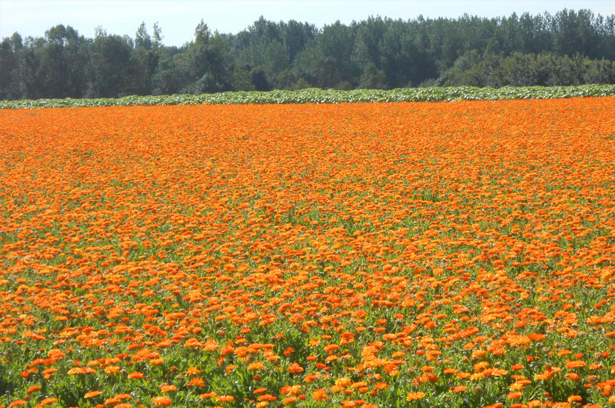 Soucis - Calendula