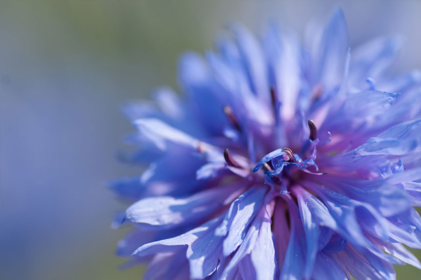 Fleur de centaurée bleue