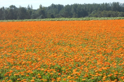 Soucis - Calendula